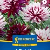 Kiepenkerl Profi-Line Frühjahrsblumenzwiebel Dekorative Dahlie Rebecca's World 1 Stück