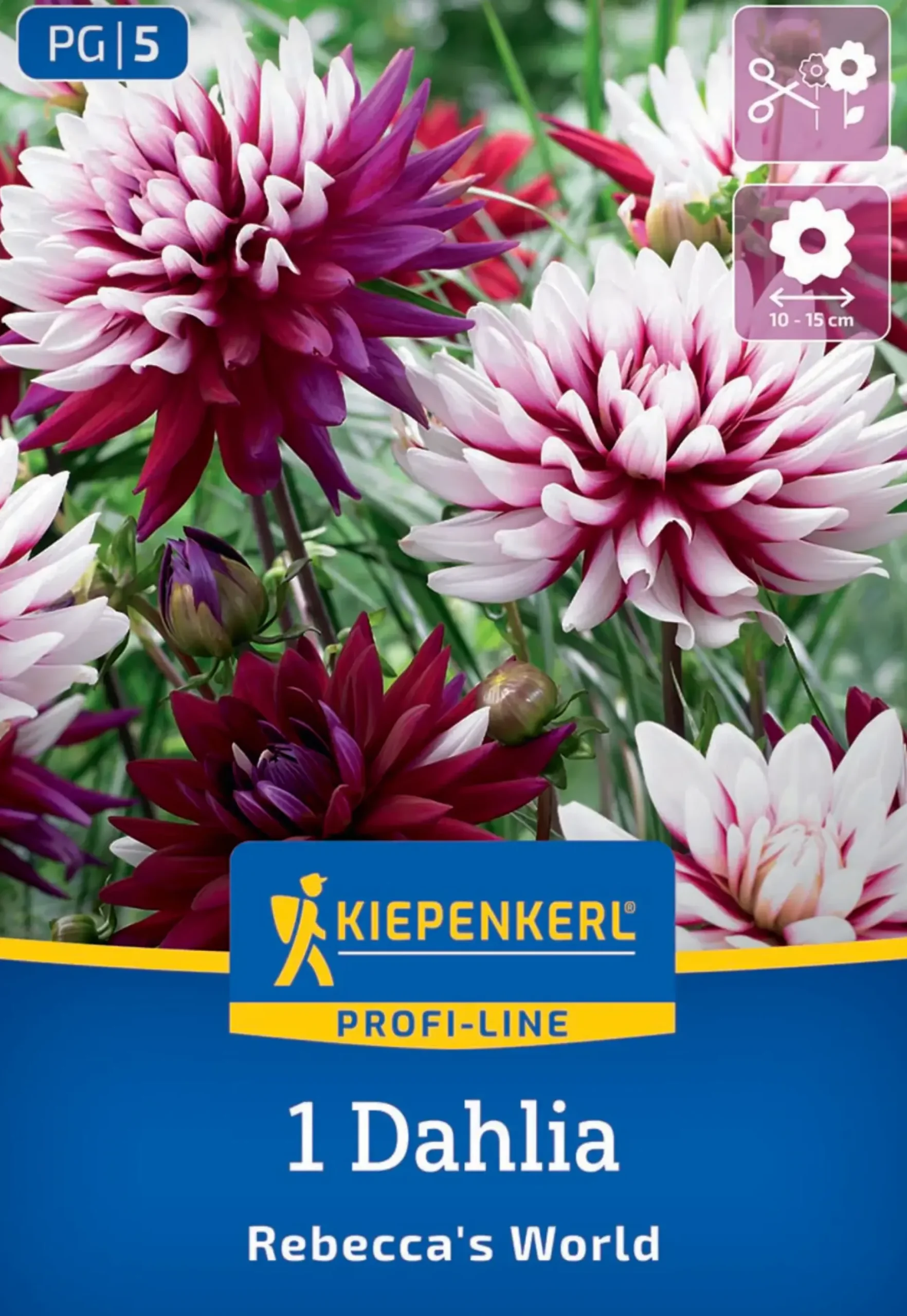 Kiepenkerl Profi-Line Frühjahrsblumenzwiebel Dekorative Dahlie Rebecca's World 1 Stück