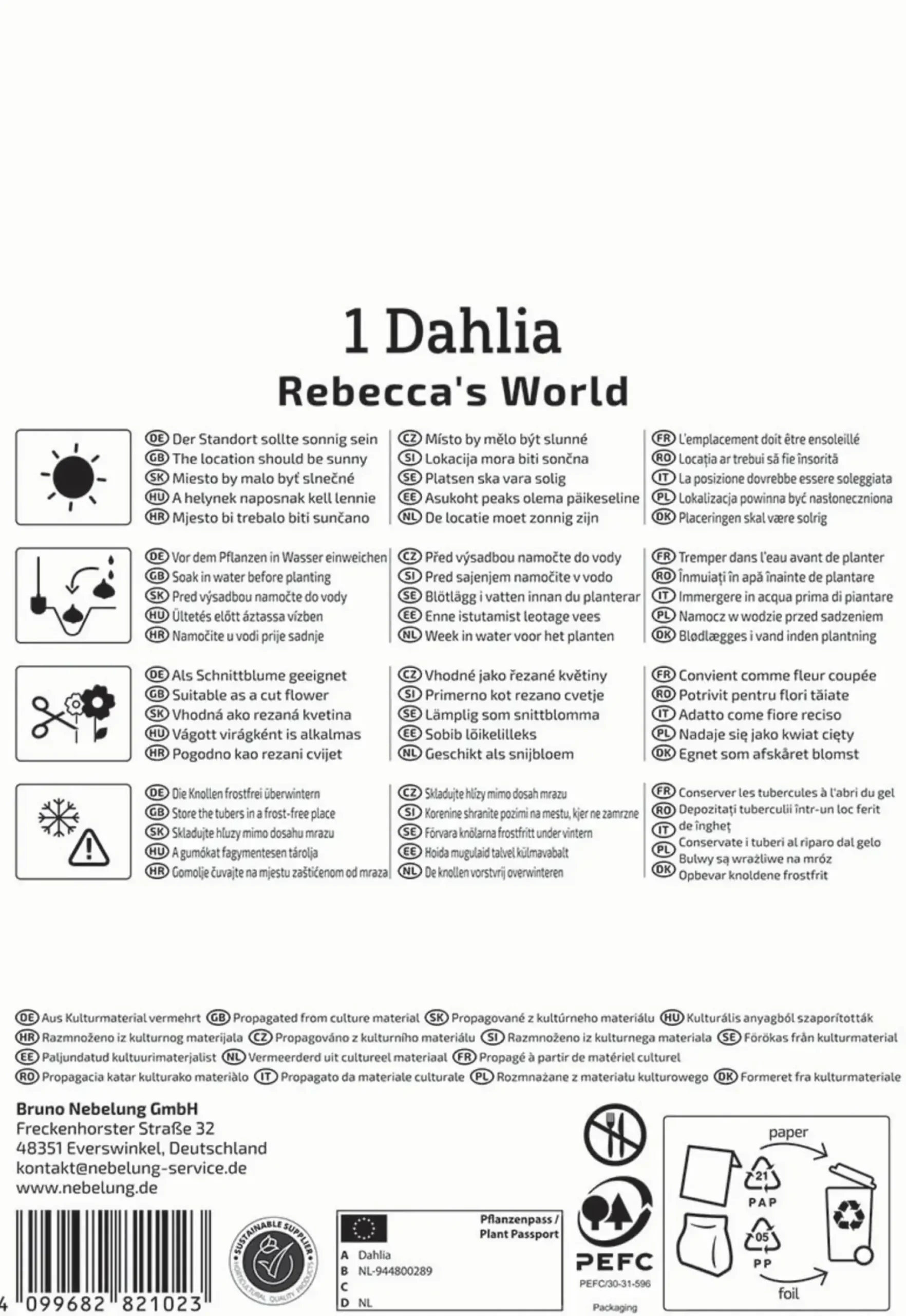 Kiepenkerl Profi-Line Frühjahrsblumenzwiebel Dekorative Dahlie Rebecca's World 1 Stück