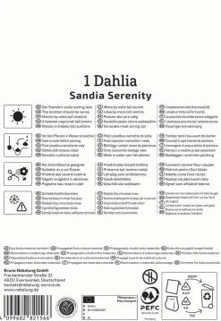 Kiepenkerl Profi-Line Frühjahrsblumenzwiebel Dekorative Dahlie Sandia Serenity 1 Stück