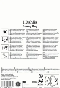 Kiepenkerl Profi-Line Frühjahrsblumenzwiebel Ball-Dahlie Sunny Boy 1 Stück