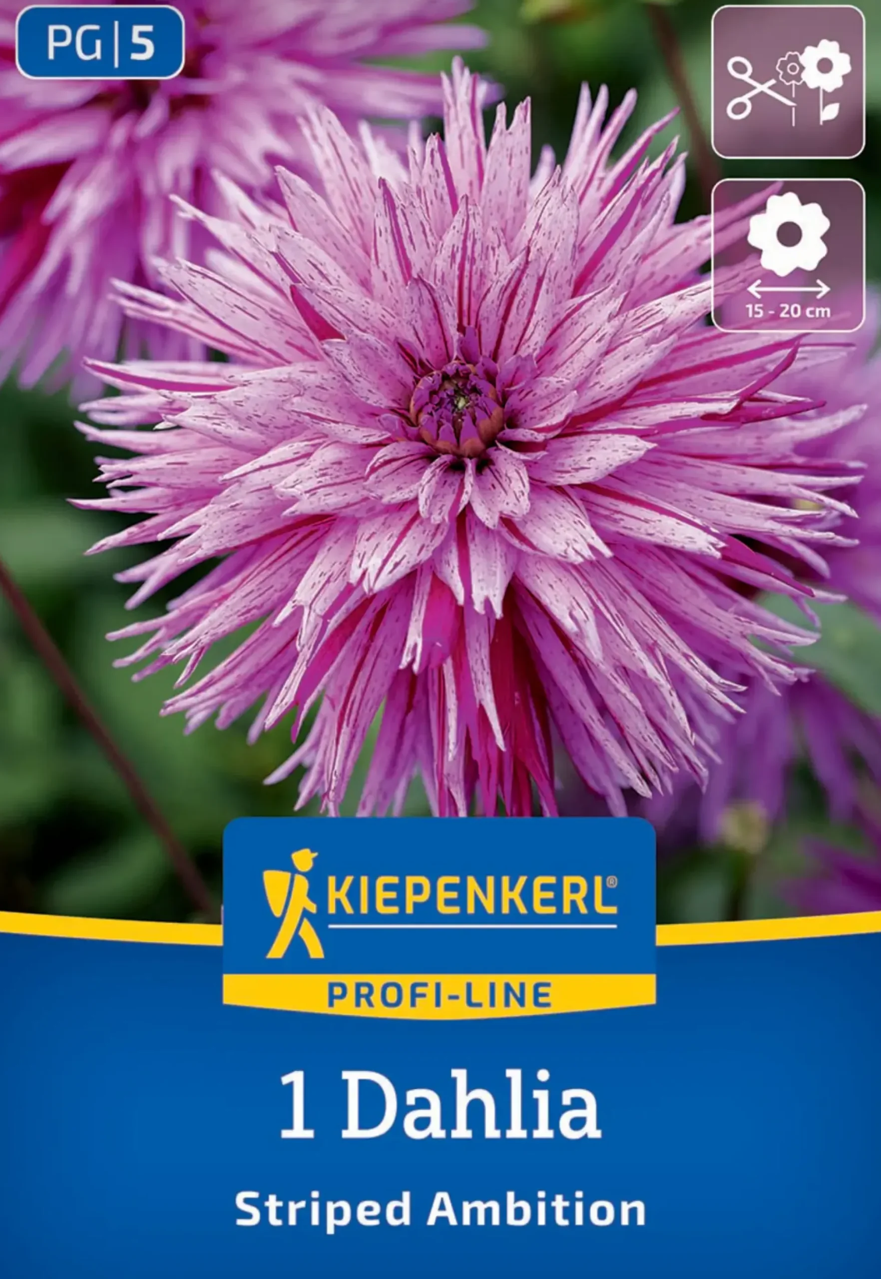 Kiepenkerl Profi-Line Frühjahrsblumenzwiebel Splitt-Dahlie Striped Ambition 1 Stück