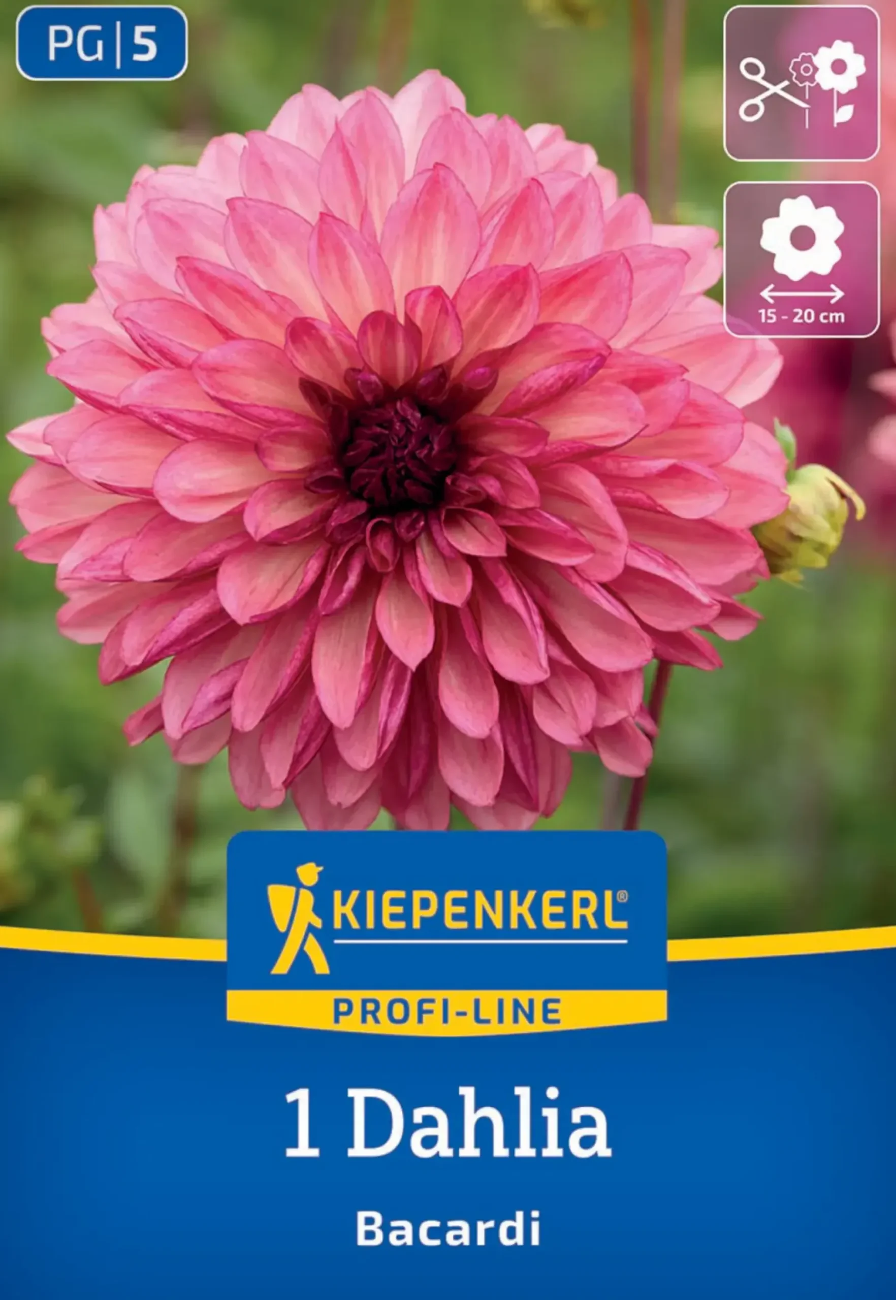 Kiepenkerl Profi-Line Frühjahrsblumenzwiebel Dekorative Dahlie Bacardi 1 Stück