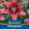 Kiepenkerl Profi-Line Frühjahrsblumenzwiebel Asiatische Lilie Purple Eye 1 Stück