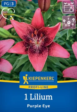 Kiepenkerl Profi-Line Frühjahrsblumenzwiebel Asiatische Lilie Purple Eye 1 Stück