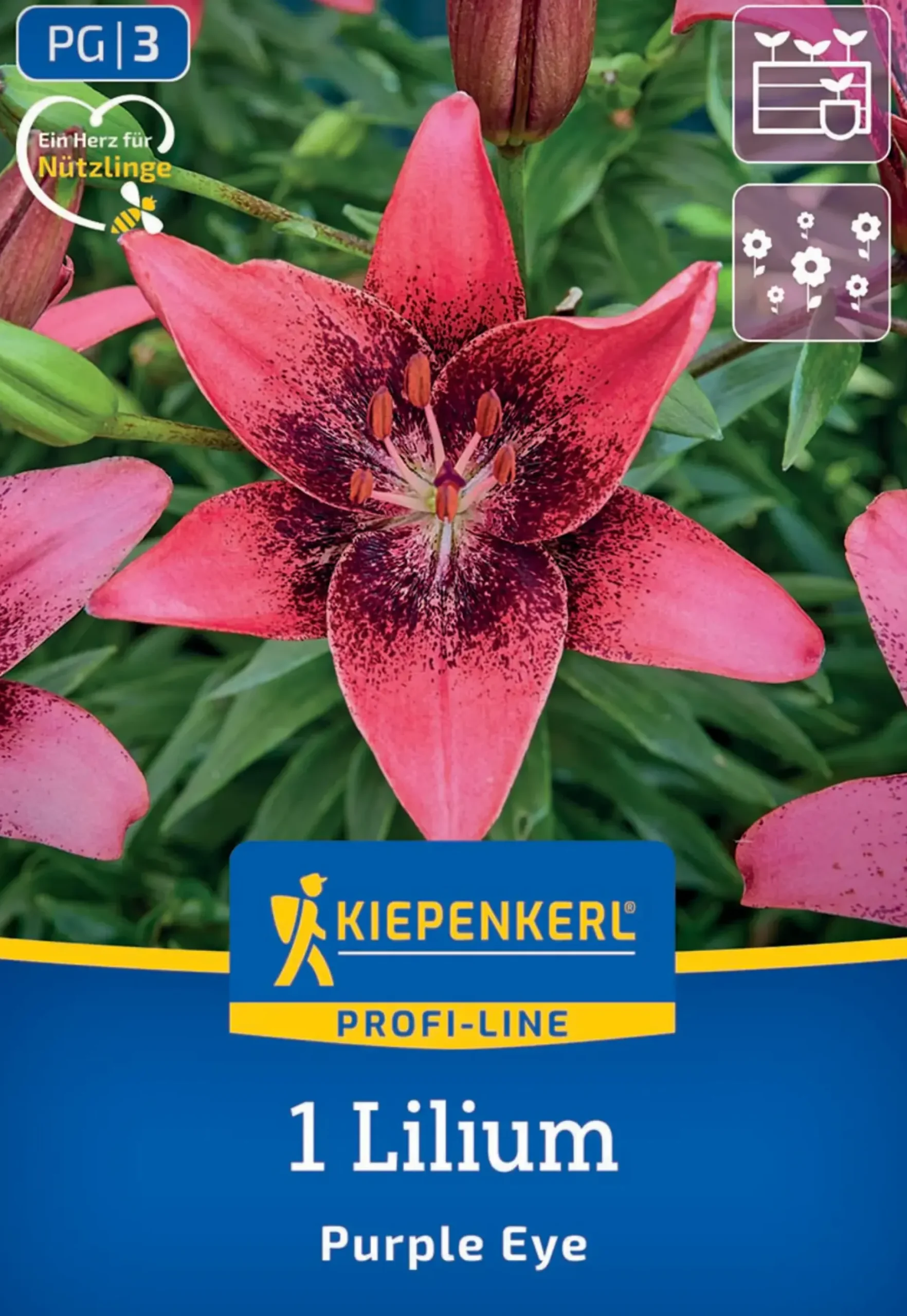 Kiepenkerl Profi-Line Frühjahrsblumenzwiebel Asiatische Lilie Purple Eye 1 Stück