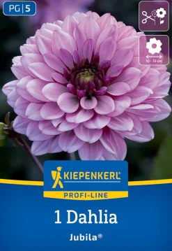 Kiepenkerl Profi-Line Frühjahrsblumenzwiebel Dekorative Dahlie Jubila 1 Stück