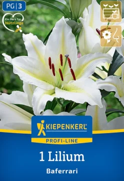 Kiepenkerl Profi-Line Frühjahrsblumenzwiebel Oriental-Lilie Baferrari 1 Stück