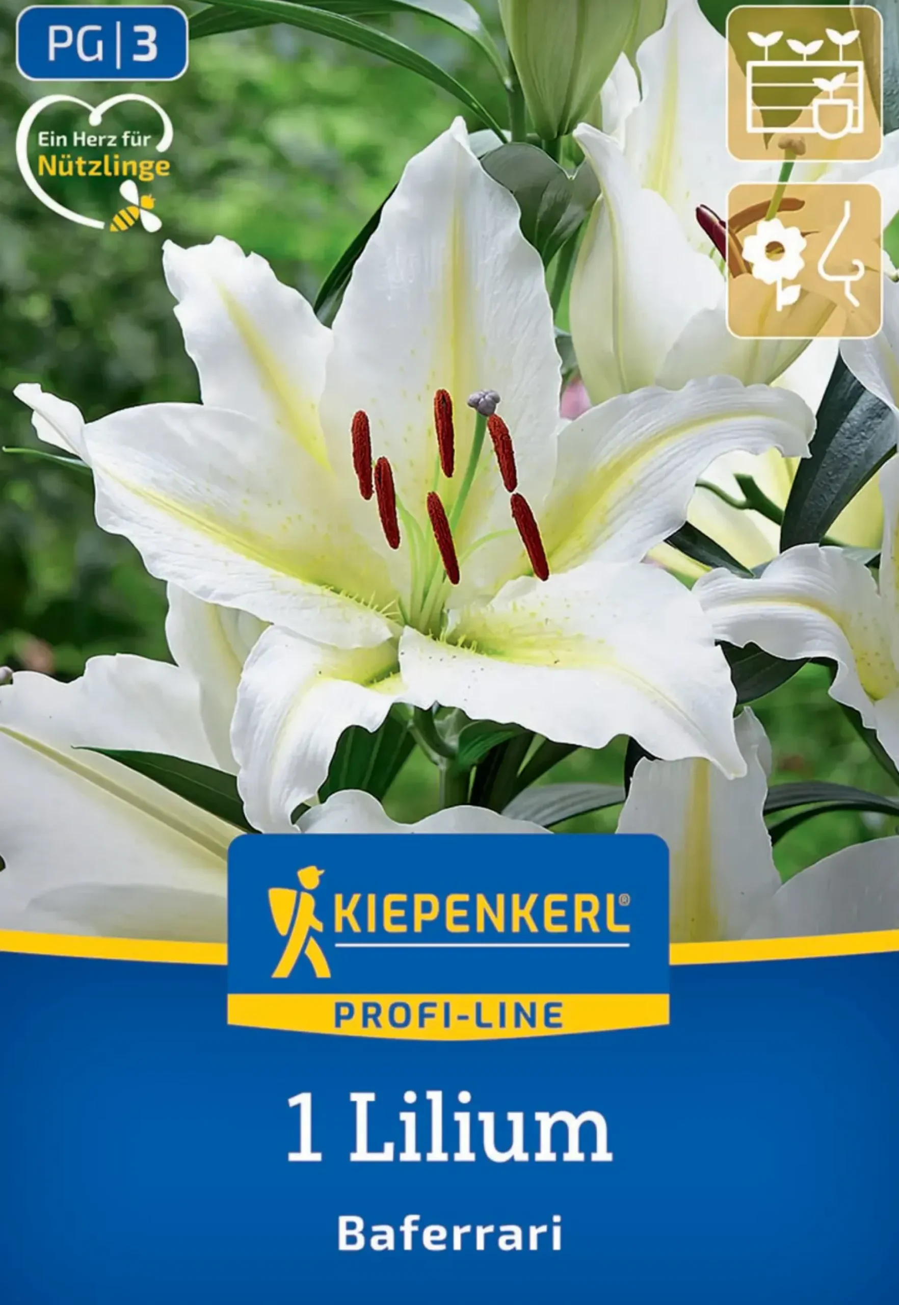 Kiepenkerl Profi-Line Frühjahrsblumenzwiebel Oriental-Lilie Baferrari 1 Stück