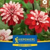 Kiepenkerl Profi-Line Frühjahrsblumenzwiebel Dekorative Dahlie Pacific Time 1 Stück