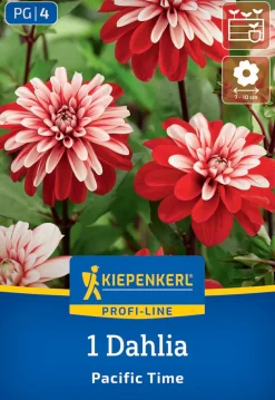 Kiepenkerl Profi-Line Frühjahrsblumenzwiebel Dekorative Dahlie Pacific Time 1 Stück