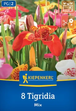 Kiepenkerl Saatgut Tigerblume Mischung für ca. 8 Pflanzen