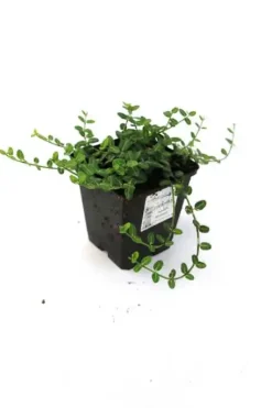 Kleinblättrige Teppichspindel 'Minimus' 0,5 l Container, Bodendecker