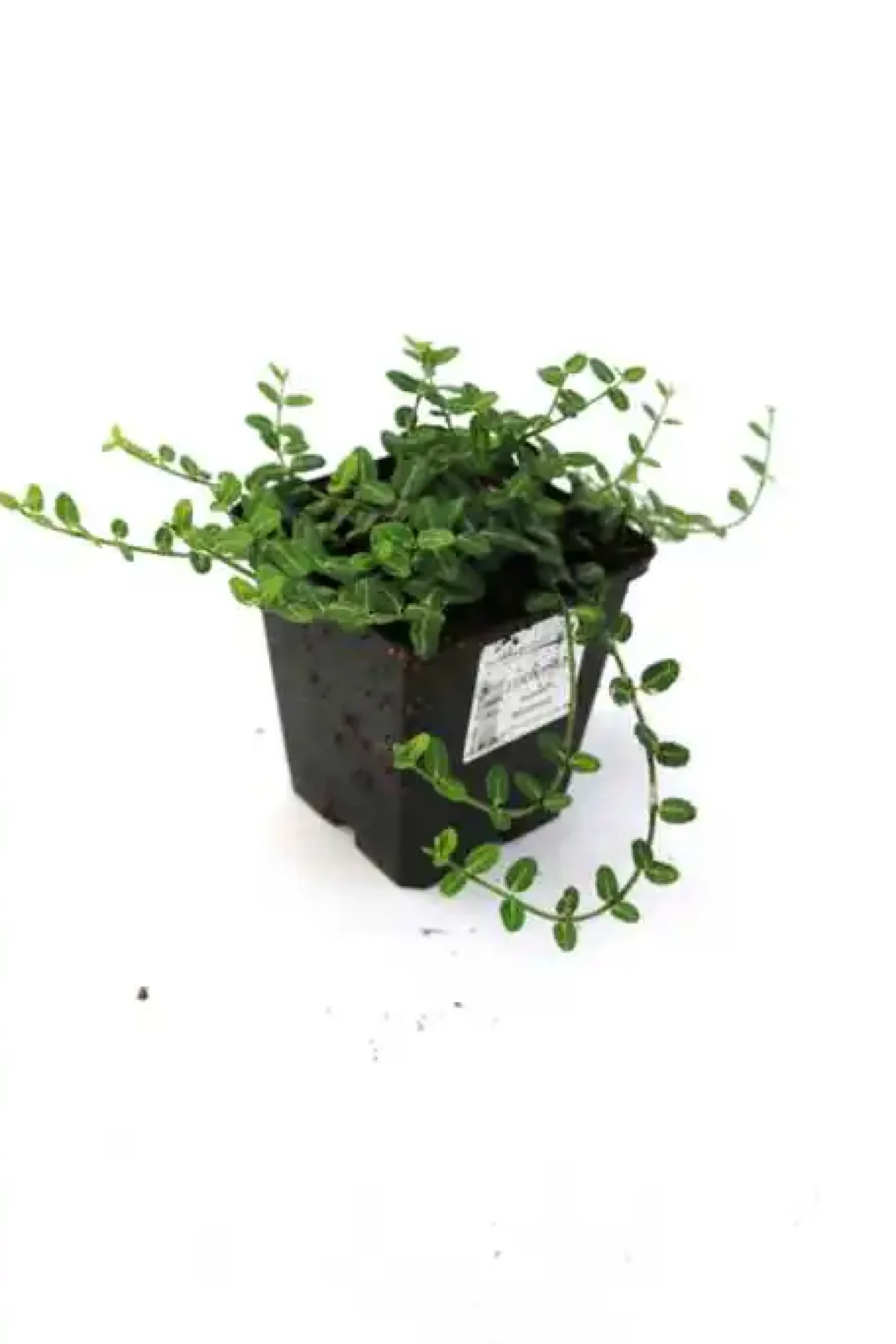 Kleinblättrige Teppichspindel 'Minimus' 0,5 l Container, Bodendecker