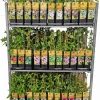 Kletterpflanzenmix 2 L Topf 60 cm hoch
