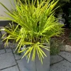 Kältetopfschutz Ø 40 cm x H. 40 cm grau