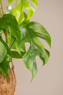 Kokodama Ampel Fensterblatt Monstera Minima H ca. 30 cm 17 cm Topf