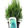 Kugelwacholder 'Stricta' 2 L Container