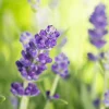 Lavendel Busch Lavandula H 25 cm 14 cm Topf