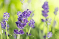 Lavendel Busch Lavandula H 25 cm 14 cm Topf