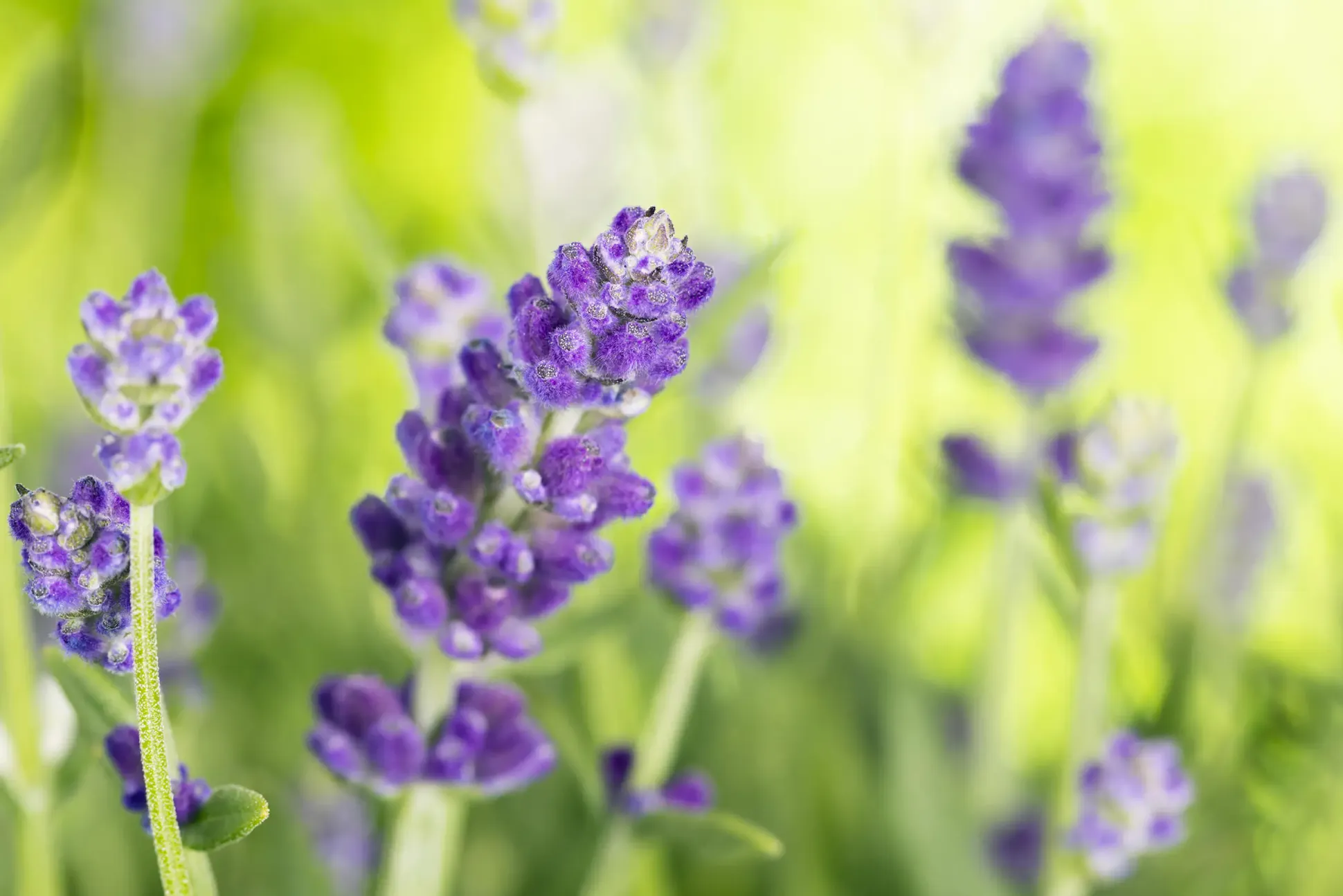 Lavendel Busch Lavandula H 25 cm 14 cm Topf