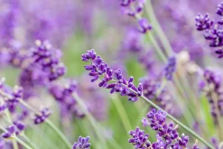 Lavendel Busch Lavandula H 25 cm 14 cm Topf