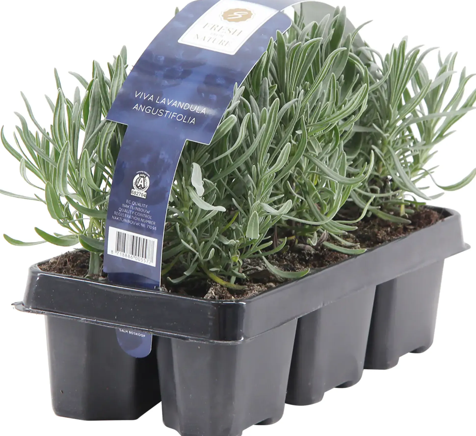 Lavendel Lavandula angustifolia H 20 cm 6er Pack