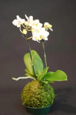 Lebendes Plattmoos für Dekorationen, Kränze und Terrarien