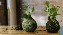 Lebendes Plattmoos für Dekorationen, Kränze und Terrarien