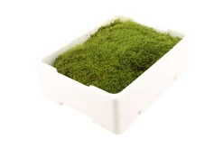 Lebendes Plattmoos für Dekorationen, Kränze und Terrarien