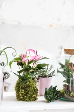 Lebendes Plattmoos für Dekorationen, Kränze und Terrarien