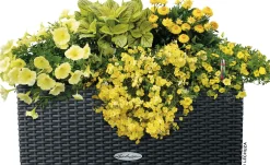 Lechuza Balkonkasten BALCONERA Cottage 50 cm, granit