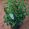 Lorbeer-Schneeball 50-60 cm hoch 5 L Container