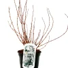 Maiblumenstrauch 3 l Container