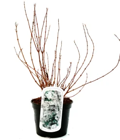 Maiblumenstrauch 3 l Container