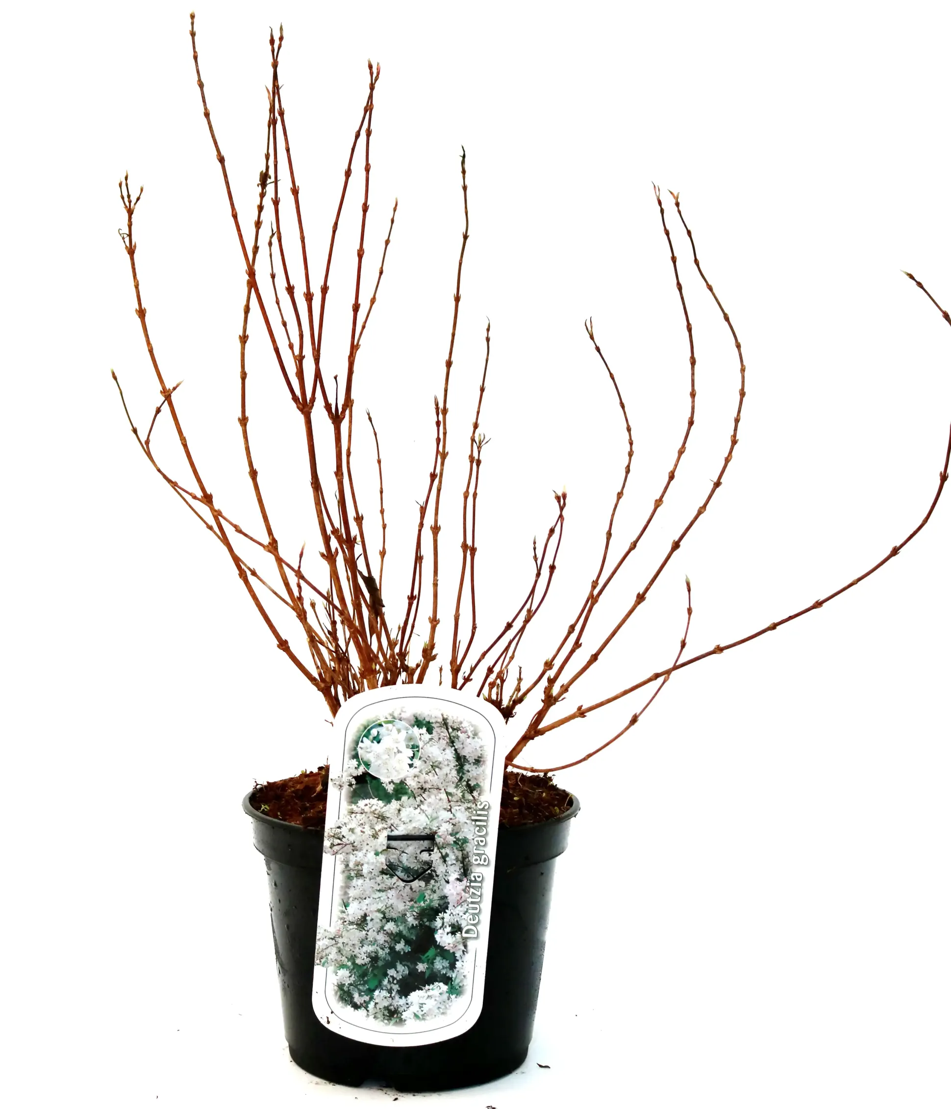 Maiblumenstrauch 3 l Container