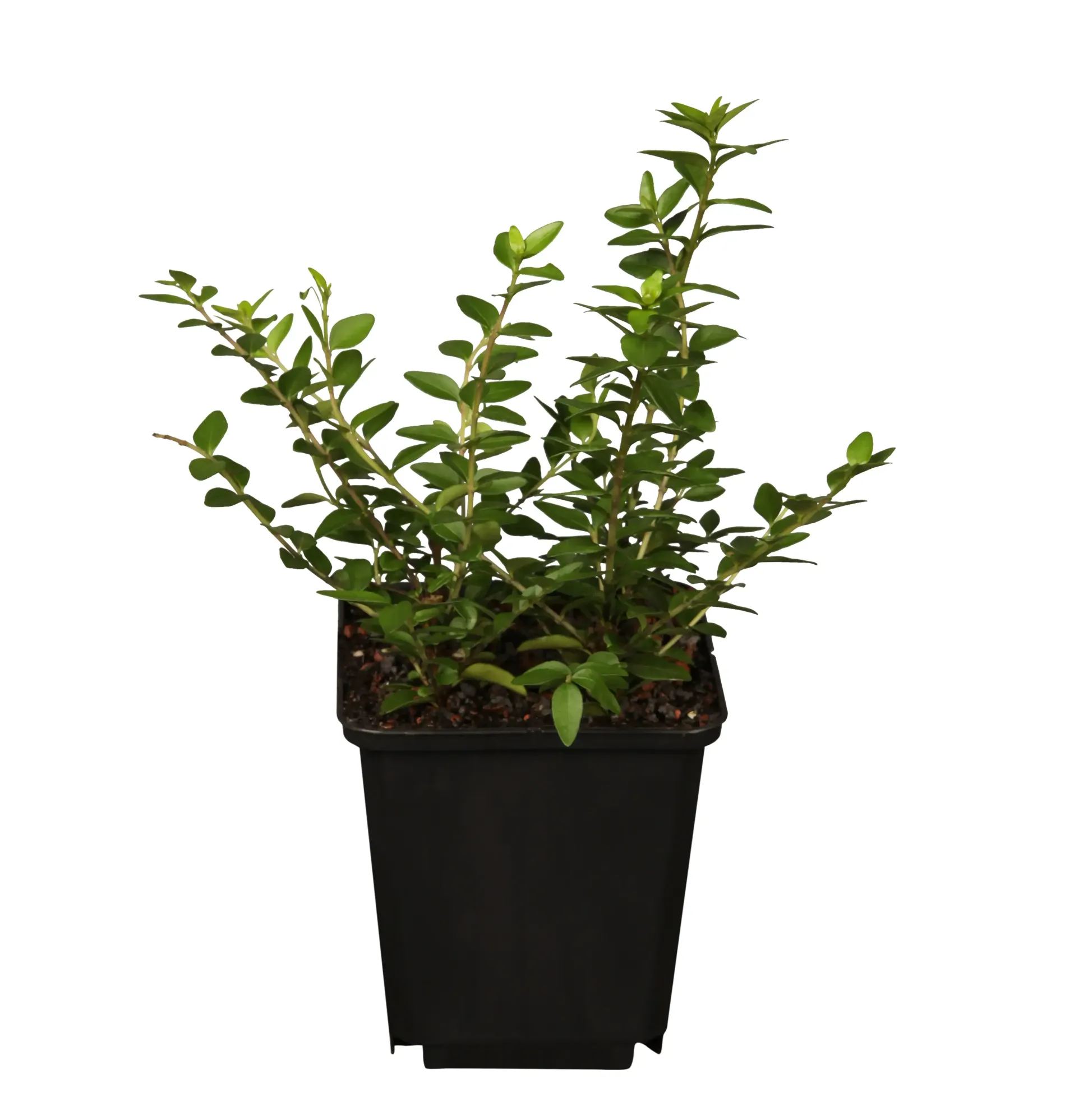 Maigrün 0,5 l Container