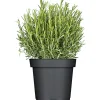 Mediterrane Gewürzkräuter Rosmarin stehend Rosmarinus Officinalis H 25 cm 14 cm Topf
