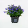 Männertreu Lobelia erinus H 15 cm 10,5 cm Topf