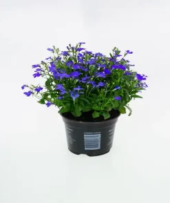 Männertreu Lobelia erinus H 15 cm 10,5 cm Topf