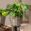 Monstera Monkey Leaf Fensterblatt 30 cm 12 cm Topf