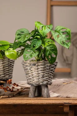 Monstera Monkey Leaf Fensterblatt 30 cm 12 cm Topf
