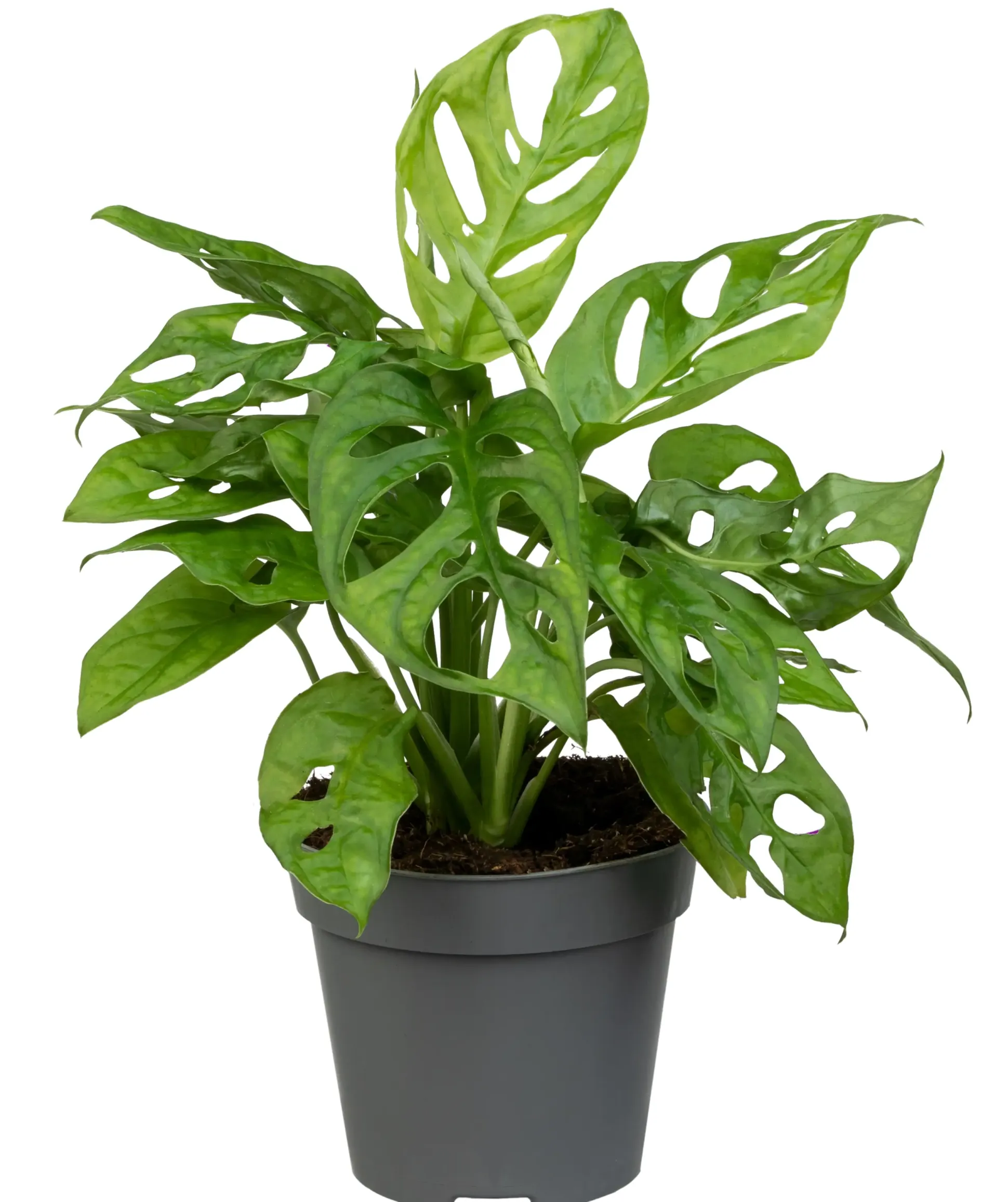 Monstera Monkey Leaf Fensterblatt 30 cm 12 cm Topf