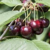 Obstbaum Süßkirsche 5 Liter Container