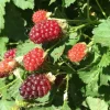 Obststrauch Brombeere 2 L Eck-Container