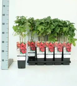 Obststrauch Brombeere 2 L Eck-Container