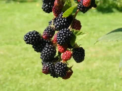 Obststrauch Brombeere Black Satin 2 L Eckcontainer
