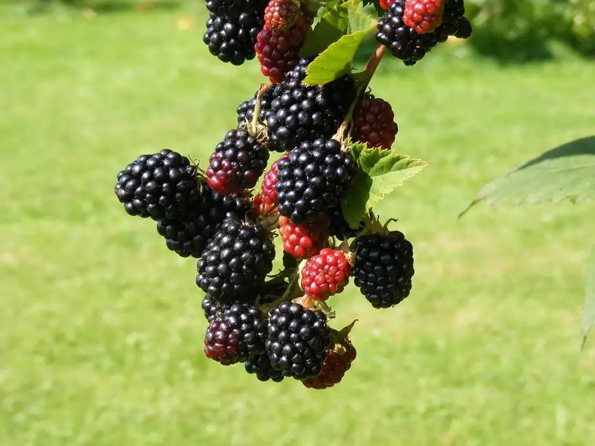 Obststrauch Brombeere Black Satin 2 L Eckcontainer