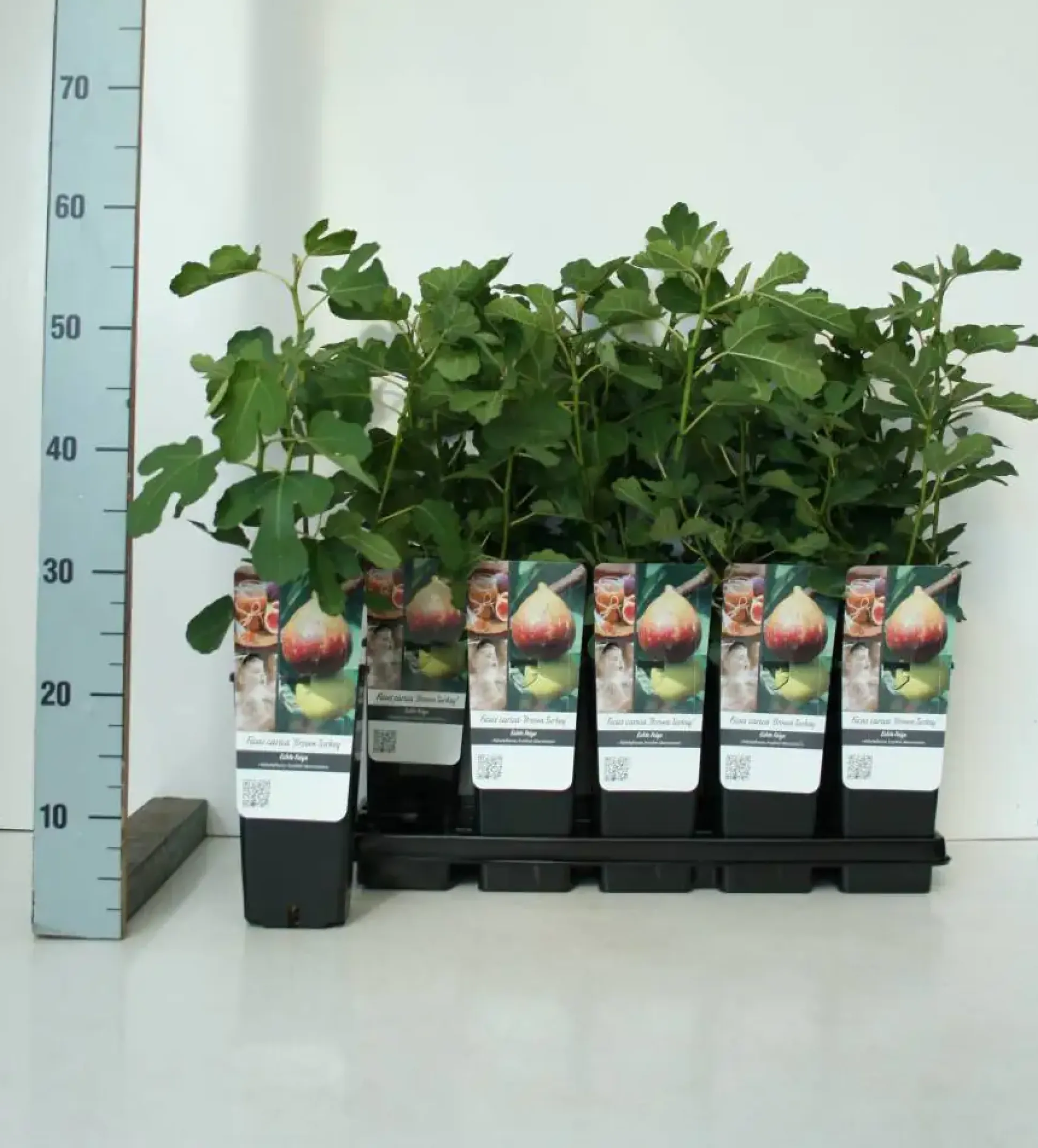 Obststrauch Feige Brown Turkey 2 L Eckcontainer