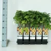 Obststrauch Goldgelbe Himbeere 2 L Container